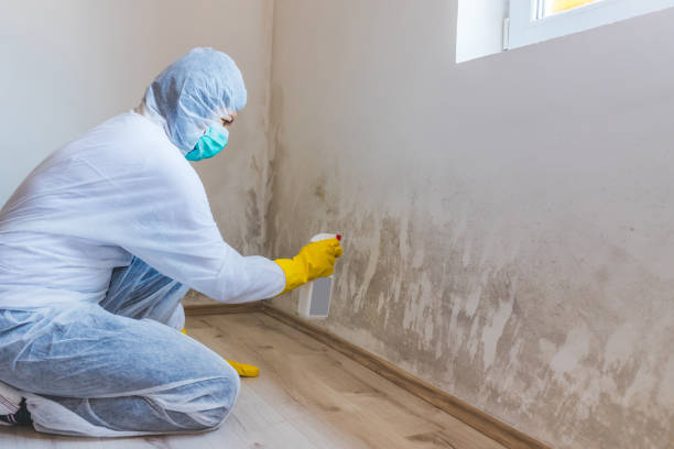 Licensed Basement Mold Removal service in Union City, MI - WQB Mold Removal