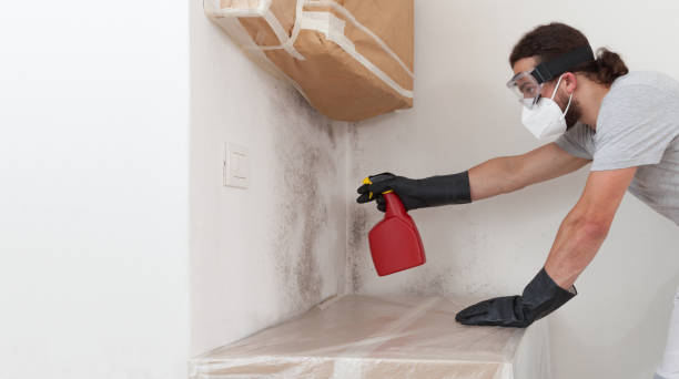 Professional Basement Mold Removal technician working in Union City, MI