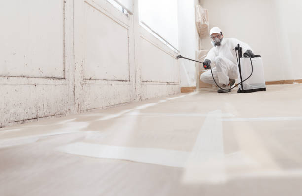 24/7 Emergency Basement Mold Removal experts in Union City, MI