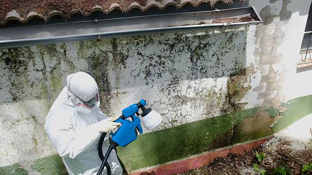 Top rated local Basement Mold Removal specialists in Union City, MI